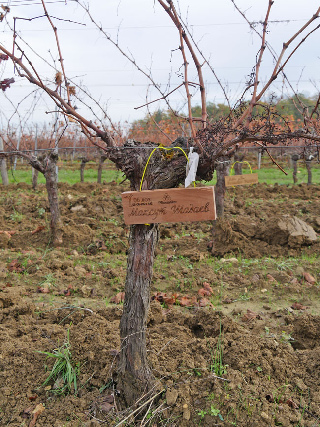 Виноградник на урожай